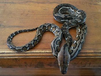 High angle view of an animal on wood