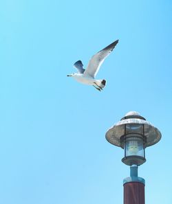 Low angle view of seagull flying against clear blue sky