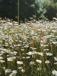 Flower bed in asker, norway