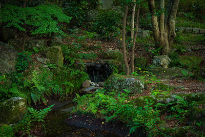 View of a forest