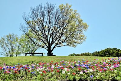 Scenic view of flowering plants on field against sky