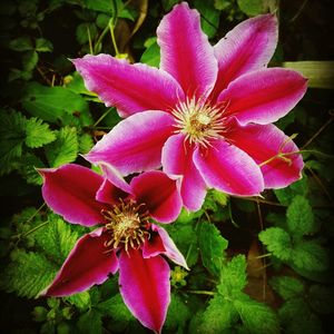 Close-up of pink flowers