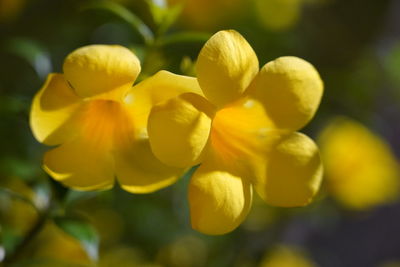 Close-up of yellow flowering plant