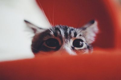 Close-up portrait of kitten at home