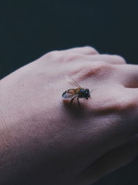 Close-up of insect on hand