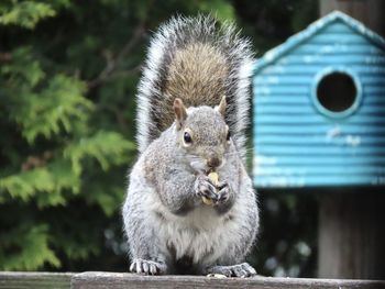 Close-up portrait of squirrel