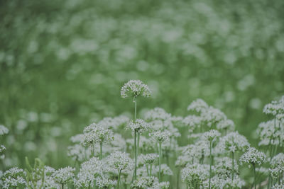 Close-up of flowering plants on field