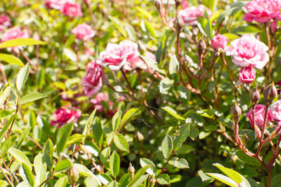 Close-up of pink flowering plants