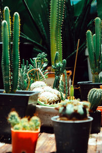 Close-up of potted plant