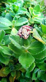 Close-up of insect on plant