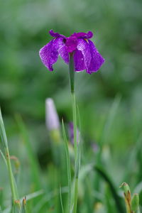 Close-up of purple flowering plant on field