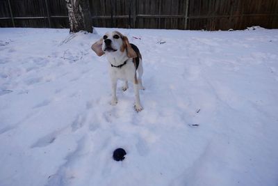 Dog on snow field