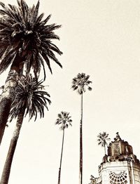 Low angle view of palm trees against clear sky