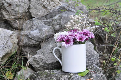 Close-up of pink flowering plant on rock