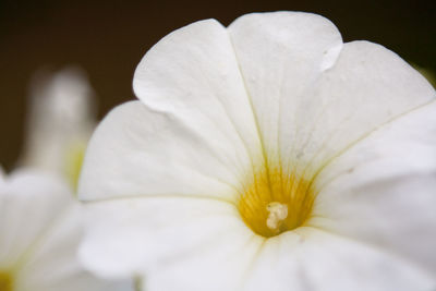 Close-up of white flower blooming outdoors