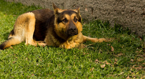 Portrait of dog on grass