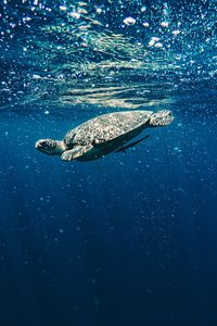 Turtle swimming in sea