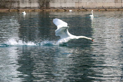 Seagull flying over sea