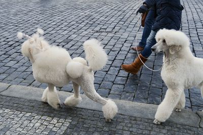 Low section of man with dog on street