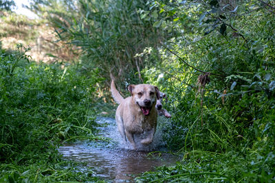 Portrait of a dog in water