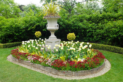 Flowers growing in garden
