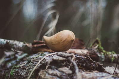 Close-up of snail on plant