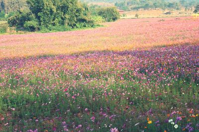 Flowers growing in field