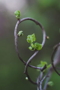 Close-up of plant growing outdoors