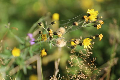 Close-up of insect on flowering plant