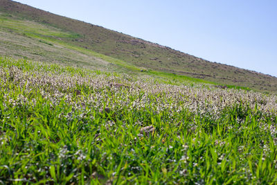 Scenic view of grassy field against clear sky