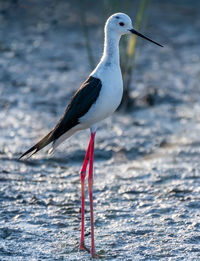 Bird perching on a beach