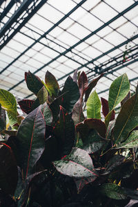 Close-up of succulent plant in greenhouse