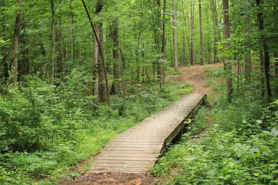 Footpath amidst trees in forest