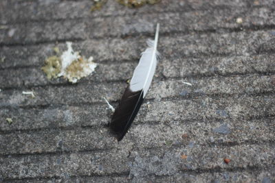 High angle view of bird on footpath