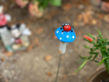 High angle view of ladybug on blue flower