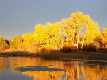 Reflection of trees in water