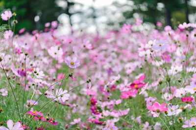 Close-up of pink flowers