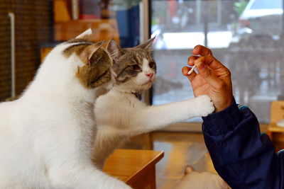 Full length of hand holding cat