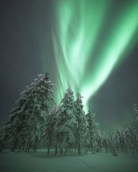 Low angle view of trees against sky at night during winter