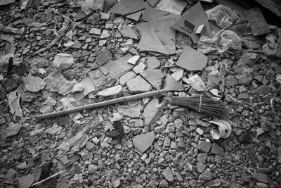 High angle view of lizard on ground