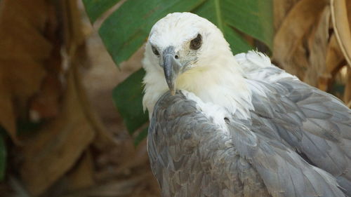 Close-up of white bird perching