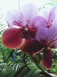 Close-up of pink flowers