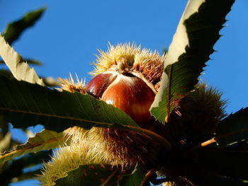 Low angle view of chestnut growing against sky
