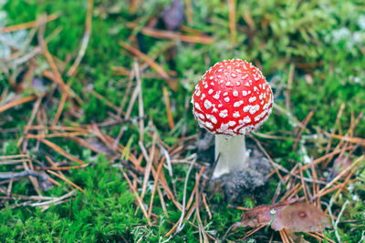 fungus