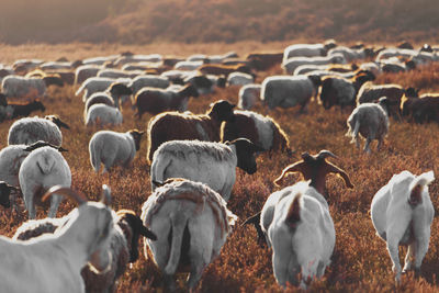 Herd of goats in the heather during sunrise