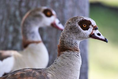 Closeup head shot of two geese with one blur out .