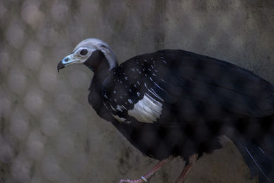 Close-up of bird