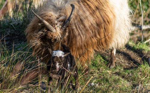 Norwegian wild sheep