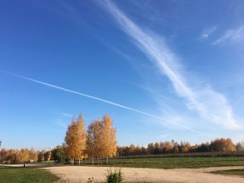 Trees on field against blue sky