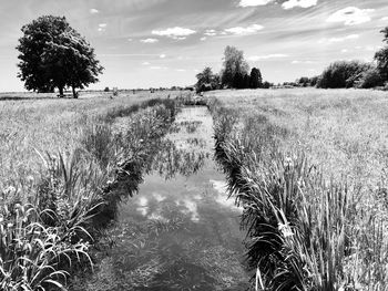 Scenic view of field against sky